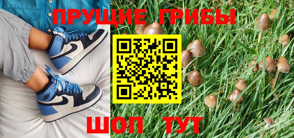 Заволжье  Галлюциногенные грибы Cubensis  Вход с VPN 